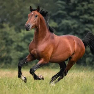 Product 1 (Live Auction 4)