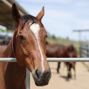 Product 1 (Live Auction 1)