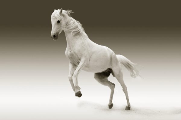 Testing Auction 1 - Image 2